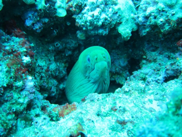 Buceo en La Corbeteña
