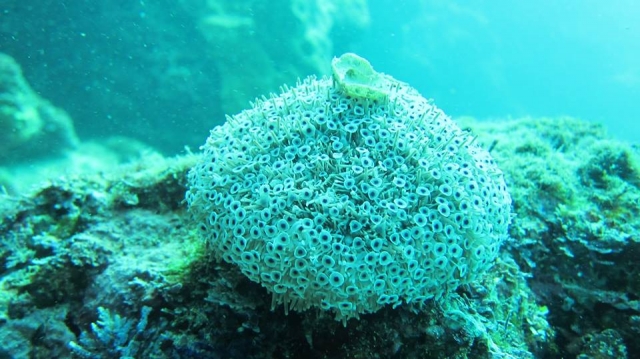 Esponja de mar