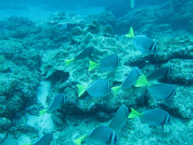 Grupos de peces en Malinal
