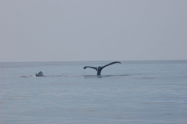 Avistamiento de ballenas en Nayarit