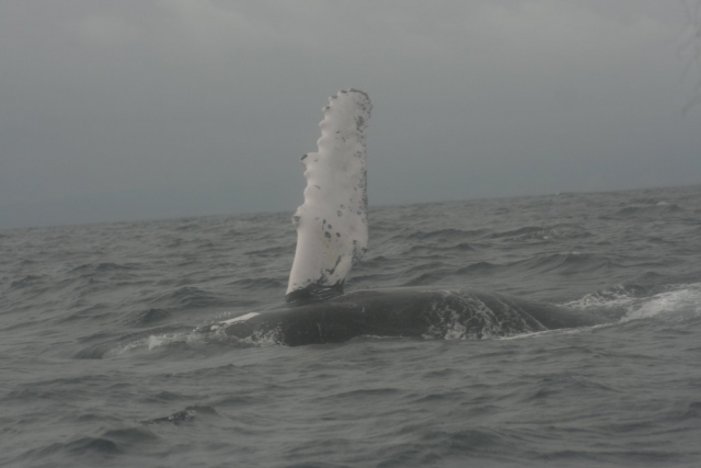 Avistamiento de ballenas en bahía de banderas