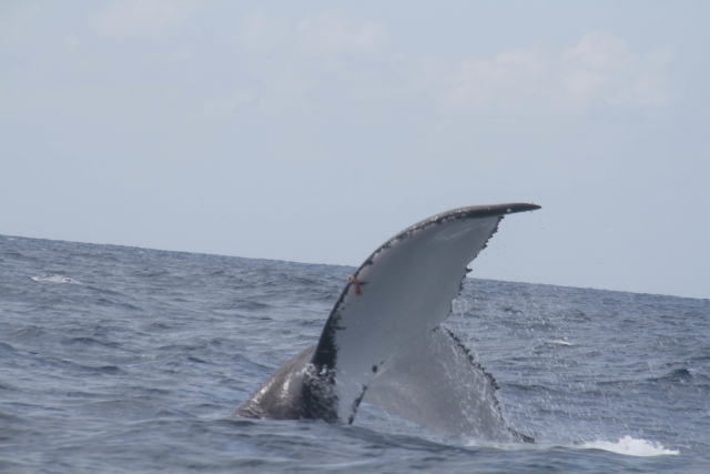 Ballena jorobada cerca de Puerto Vallarta