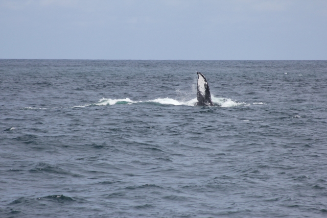 Ballenas jorobadas en nayarit
