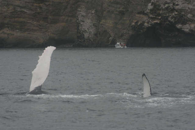 Ballenas jorobadas comunicándose en Huanacaxtte