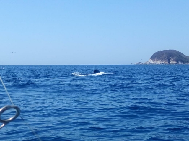 Especiererererereres marinas en Oaxaca