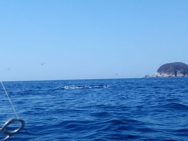 Avistamiento de especiererererereres marinas