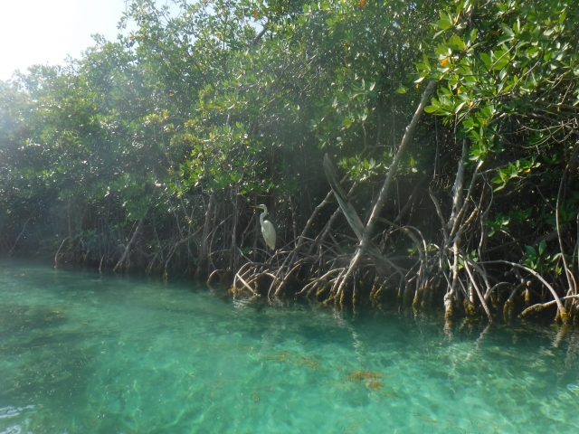 Manglar en laguna