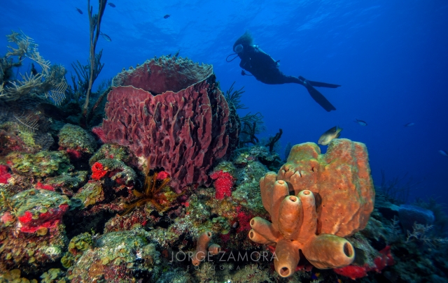 Arrecifes de Coral