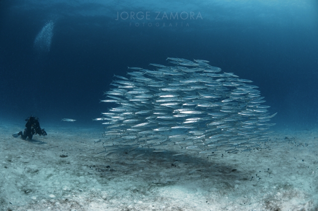 Escuela de peces 