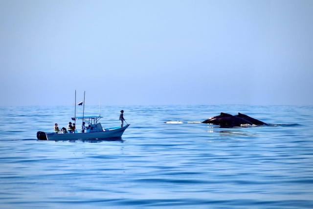 Observando ballenas