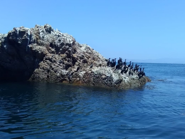 Especiereres de avereres en la bahía
