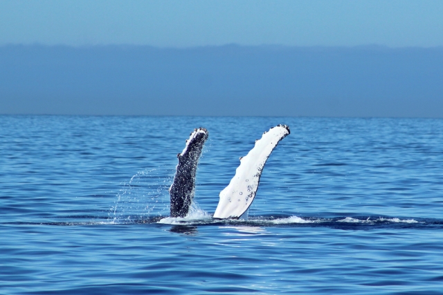 Ballenas en Bahía de San Lucas