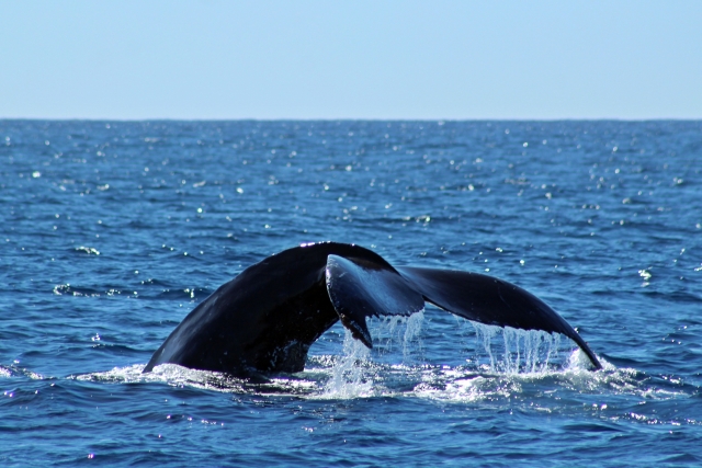 Ballenas jorobada en Bahía de San Lucas