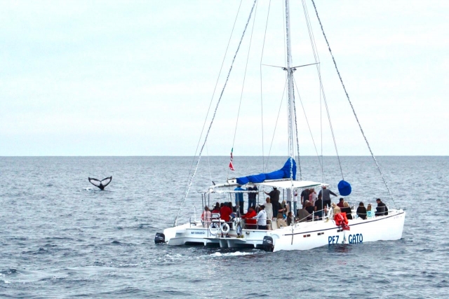 Catamarán en Los Cabos
