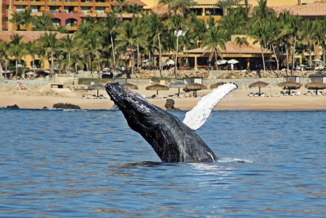 Ballenas saltando