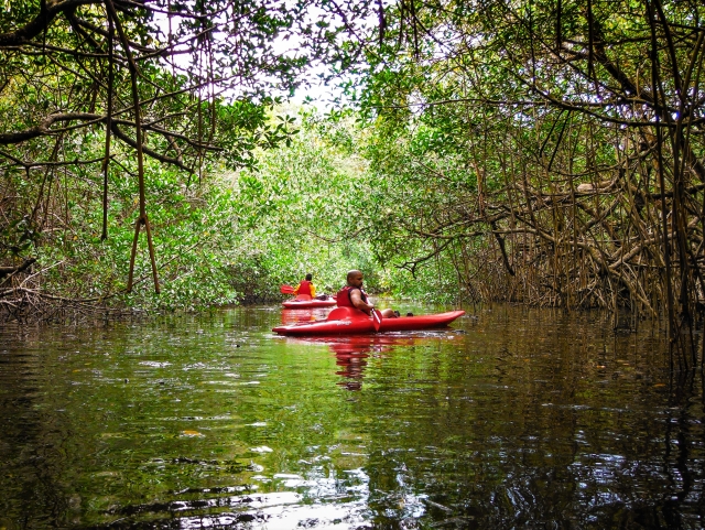 Kayak entre manglar
