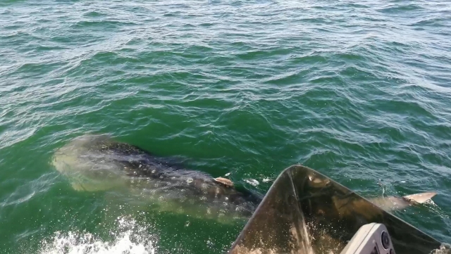 Tiburón Ballena