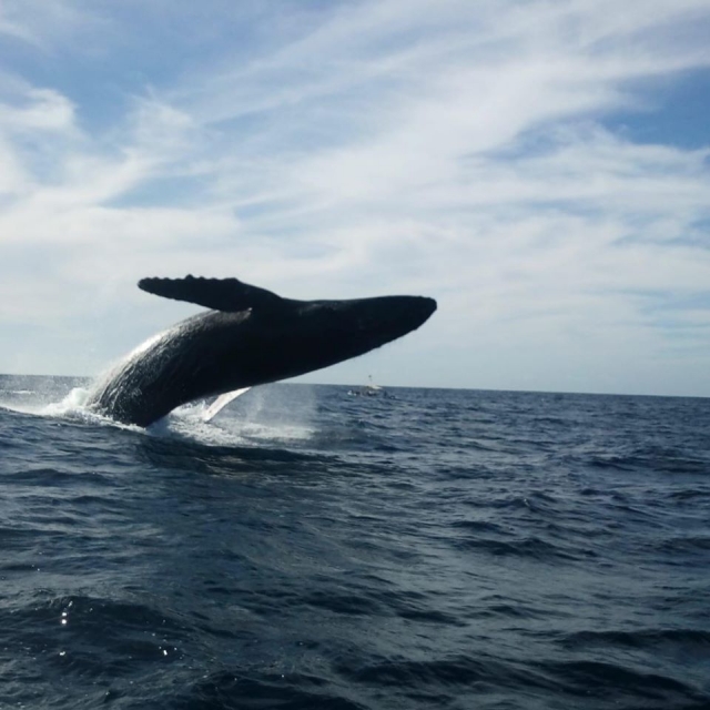 Ballena jorobada en el Pacifico