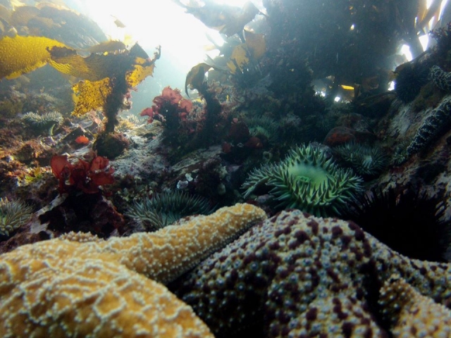 Especiereres marinas en Ensenada