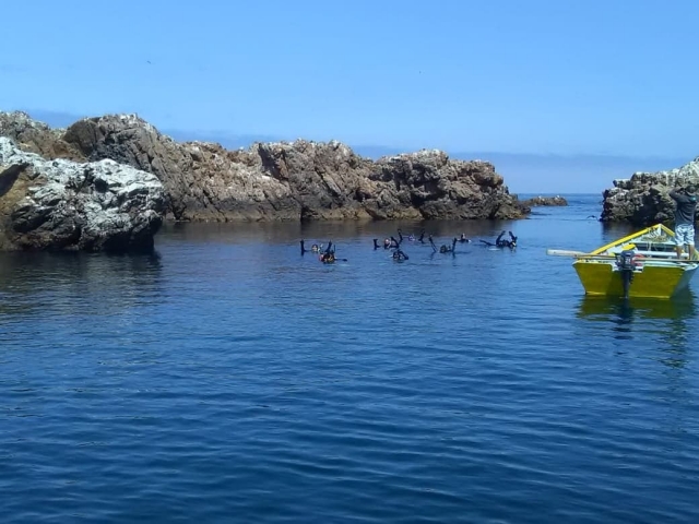 Avereres marinas