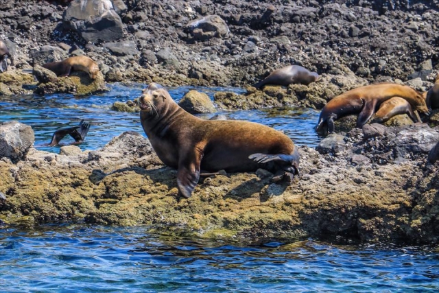 Lobos marinos