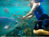 Snorkel en Isla Ixtapa con transporte 6 horas