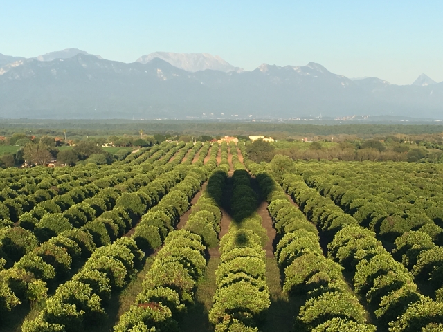 Arboladas en Montemorelos