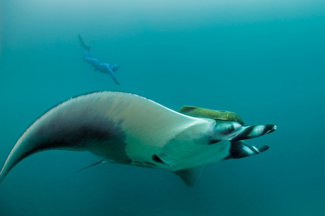 Delfinererererereres y buceo