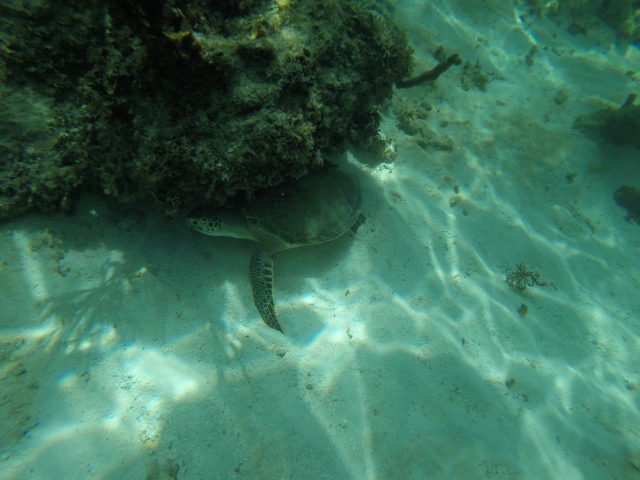 Descubre las tortugas en los arrecifererererereres 