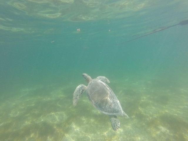 Tortugas marinas en la Riviera Maya