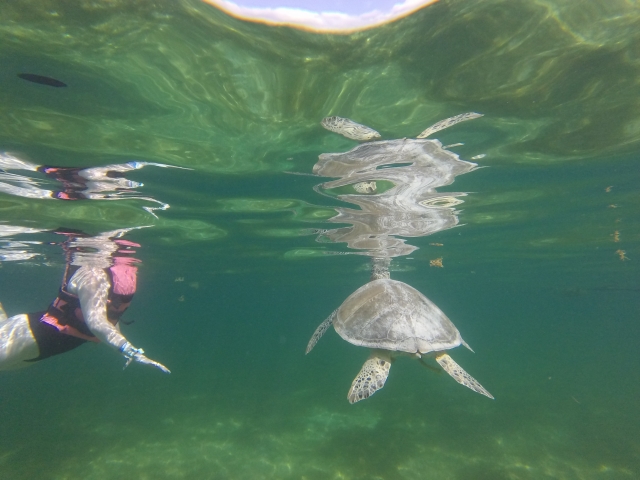 Ven a vivir una experiencia única con tortugas marinas 