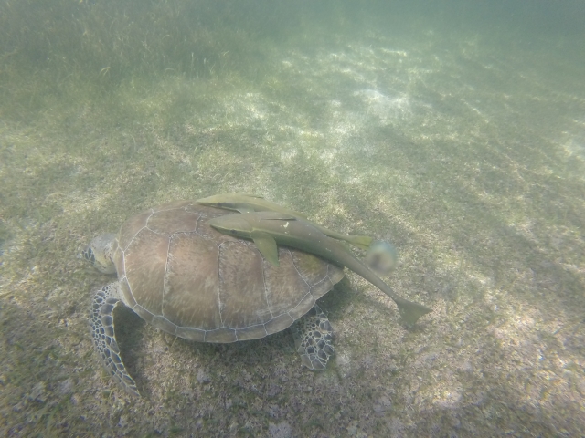 Snorkel para observar a las tortugas marinas 