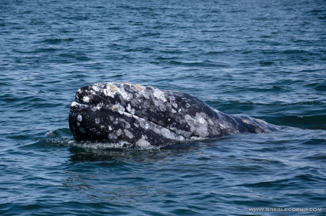 Increíbte experiencia ver a las ballenas grisereres en tu entorno  natural