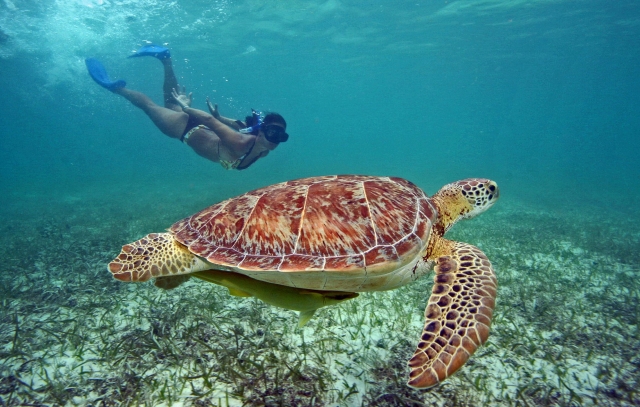 Nadando con grandererererereres tortugas