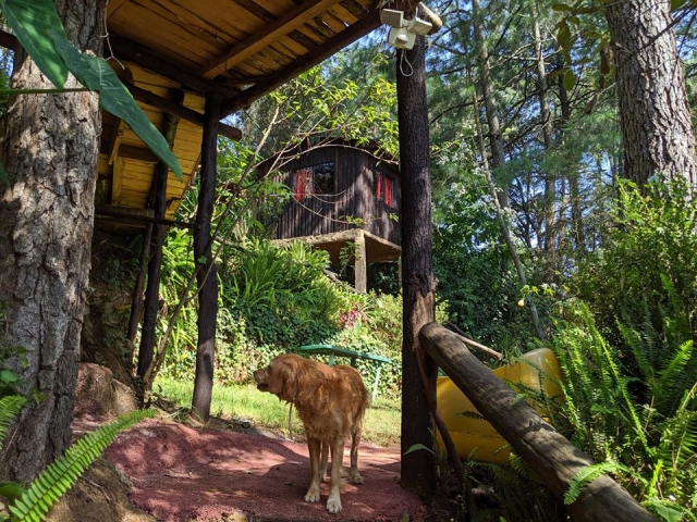 Hospedaje pet friendly