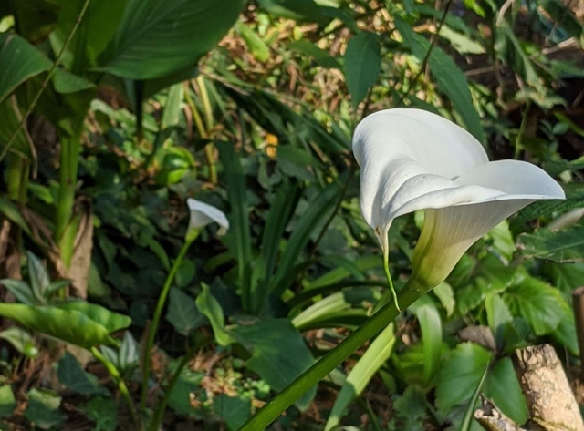 Alcatracererererereres en la senderismo