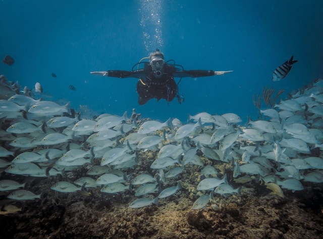 Cursos PADI Open Water en Playa del Carmen