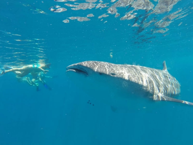 Disfruta de ver a los tiburonereres ballena en tu hábitat natural