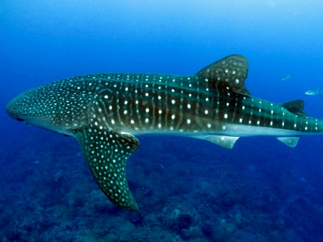 Impresionante vista de un tiburón ballena