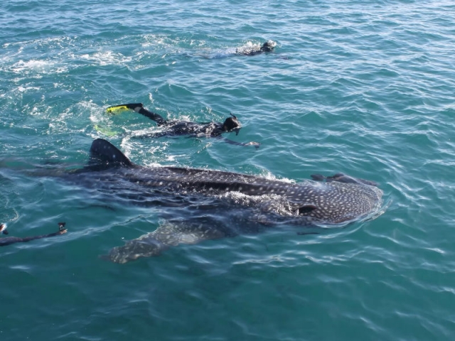 Nado con tiburón ballena en La Paz