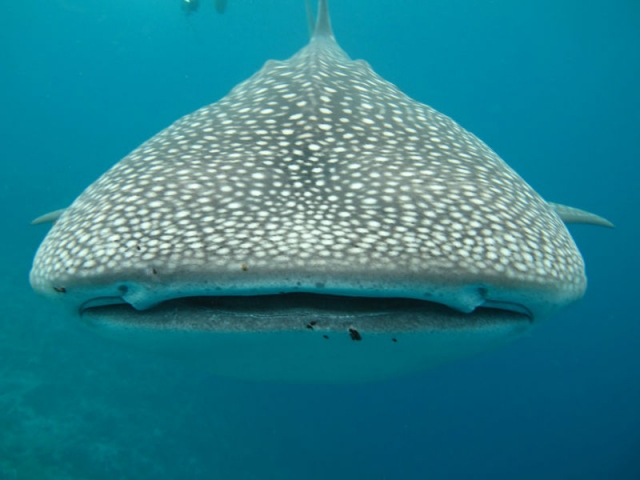 Tiburón ballena en Playa del Carmen