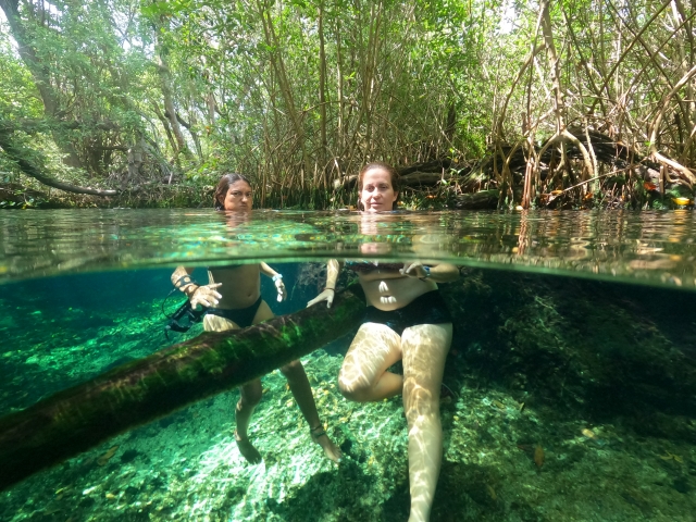 manglar