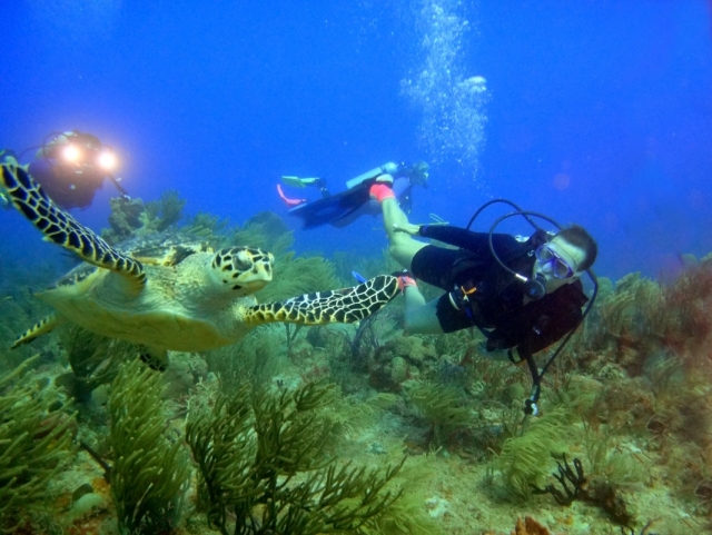 Buceo en Paamul
