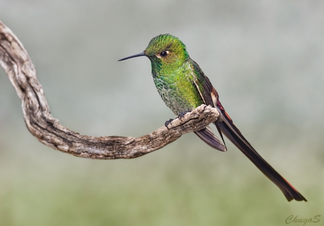 Colibríes caribeños