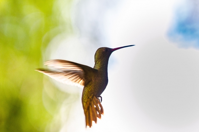 Avistamiento de aves