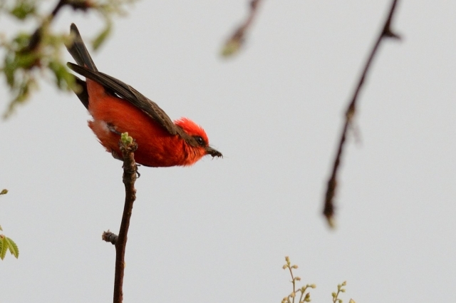Los Cardenales más lindo