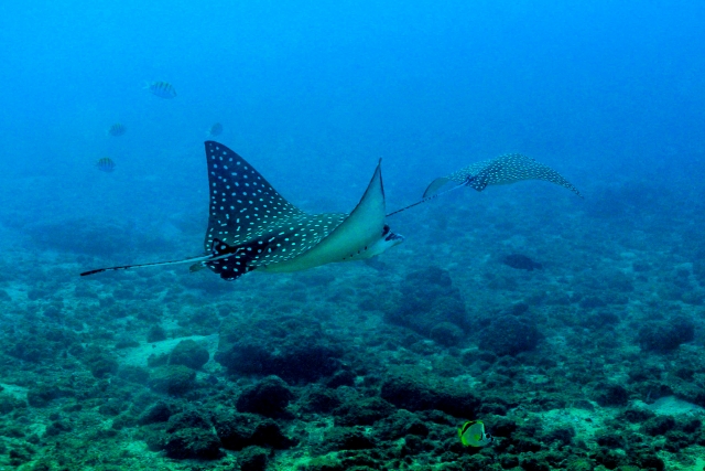 Mantarayas