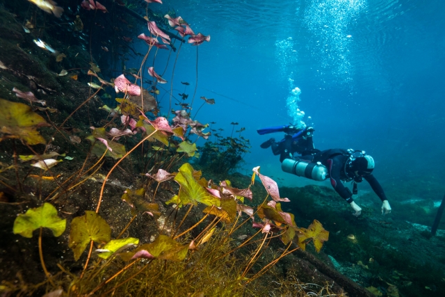 Descubran el mundo marino de Playa del Carmen 