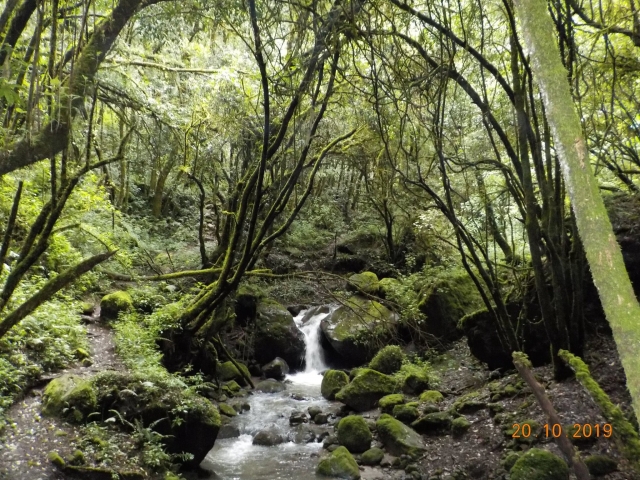 Sendero y arroyo