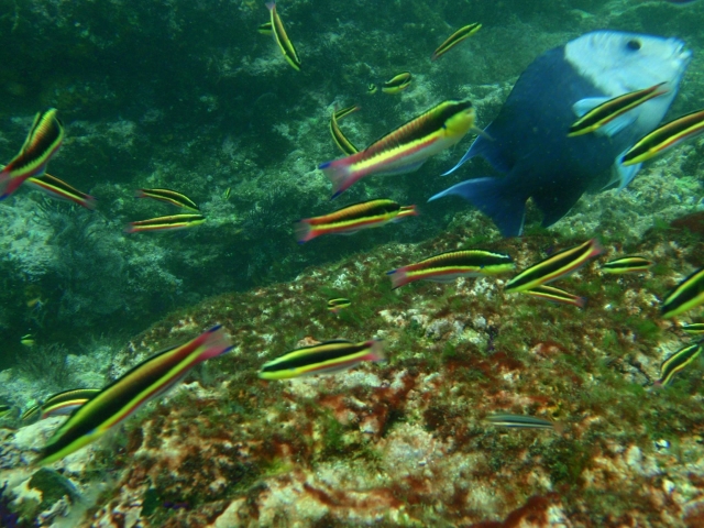 Peces tropicales